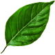 পাতা ২